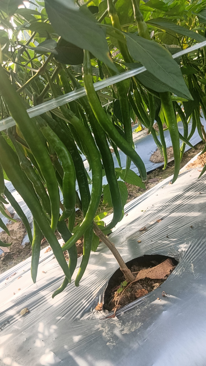 3号线靓货。大量供应市场，有需求的可以联系