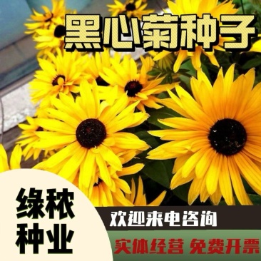 黑心菊种子，厂家直发，品质保证，全国发货，技术指导，欢迎选购