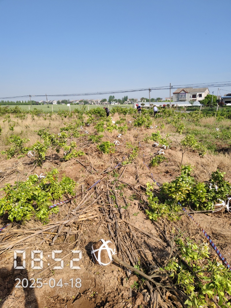 2公分的爱媛38果冻橙苗，爱媛38苗，爱媛38号苗