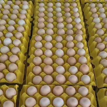 河南本地精品富硒无抗可生食一件代发鸡场直发可喷码