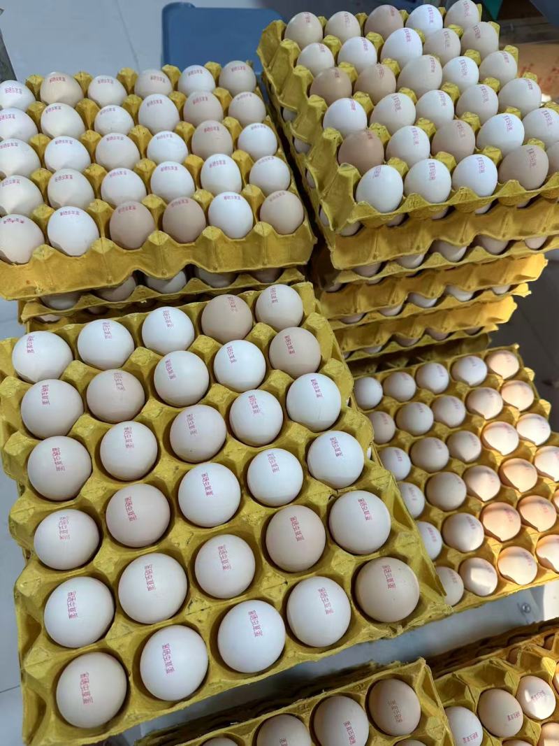河南本地精品富硒无抗可生食一件代发鸡场直发可喷码