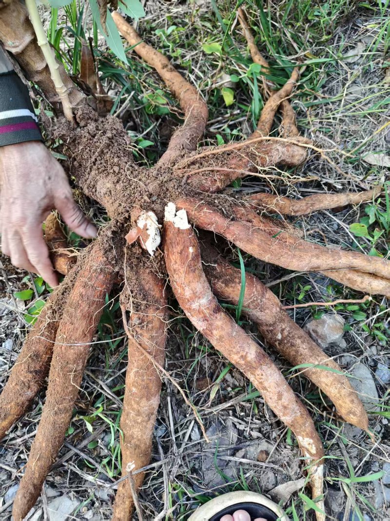 广西黄心木薯水果木薯华南9号木薯种植地批发