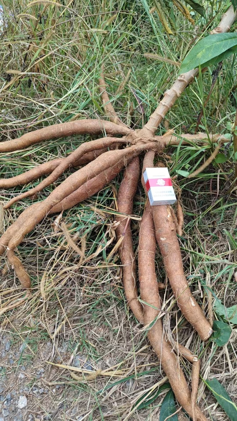 广西黄心木薯水果木薯华南9号木薯种植地批发