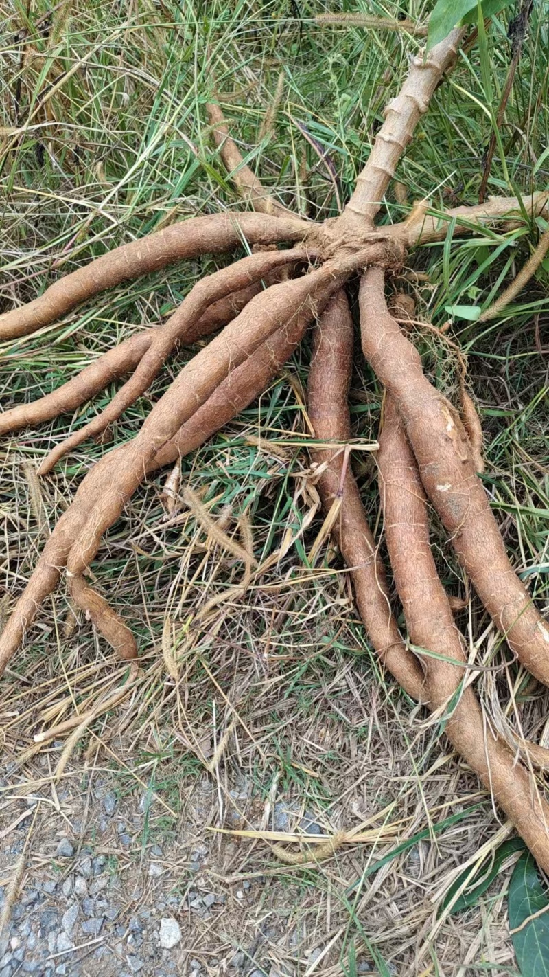 广西黄心木薯水果木薯华南9号木薯种植地批发
