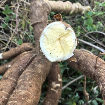 广西黄心木薯水果木薯华南9号木薯种植地批发