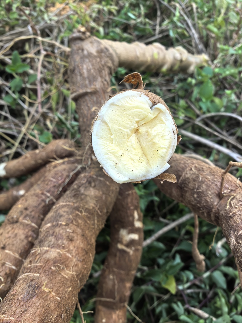 广西黄心木薯水果木薯华南9号木薯种植地批发