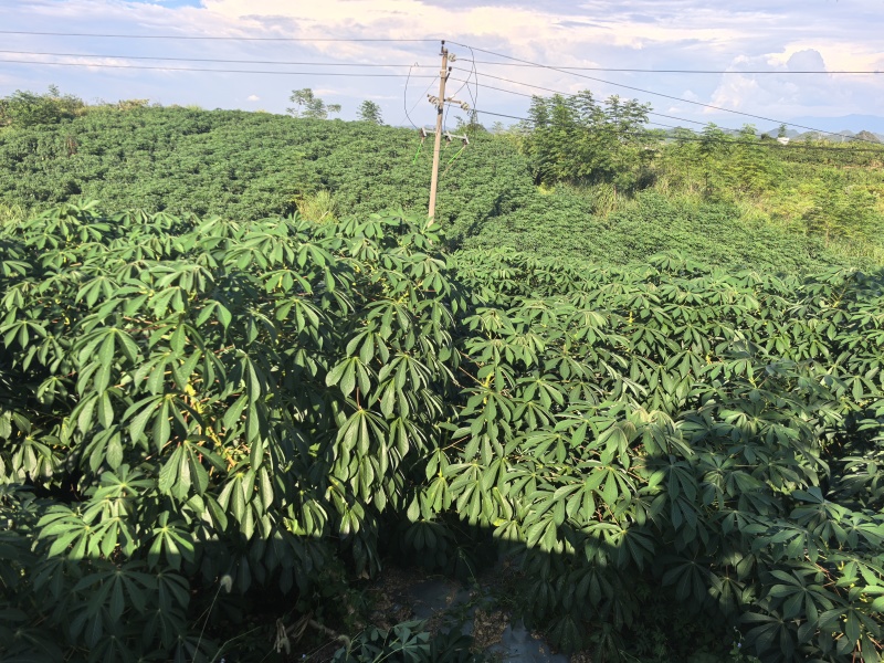 广西黄心木薯水果木薯华南9号木薯种植地批发