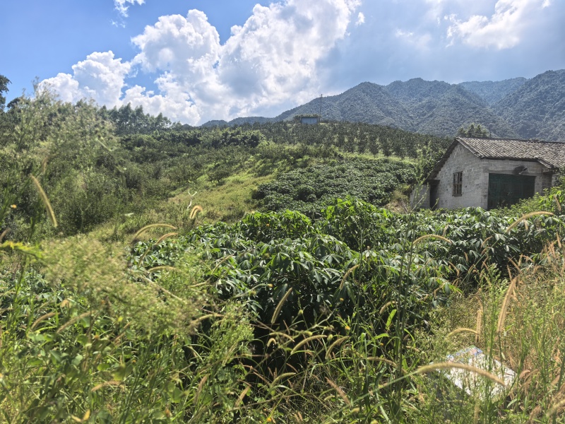 广西黄心木薯水果木薯华南9号木薯种植地批发