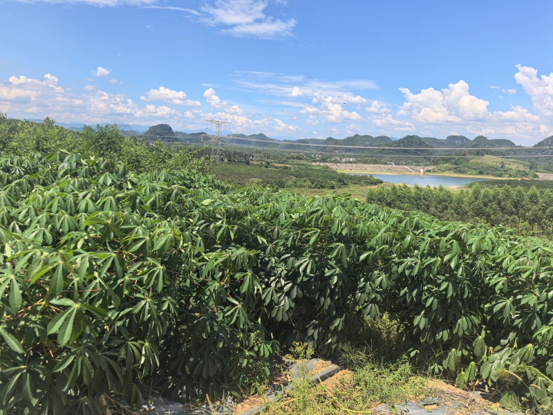 广西黄心木薯水果木薯华南9号木薯种植地批发