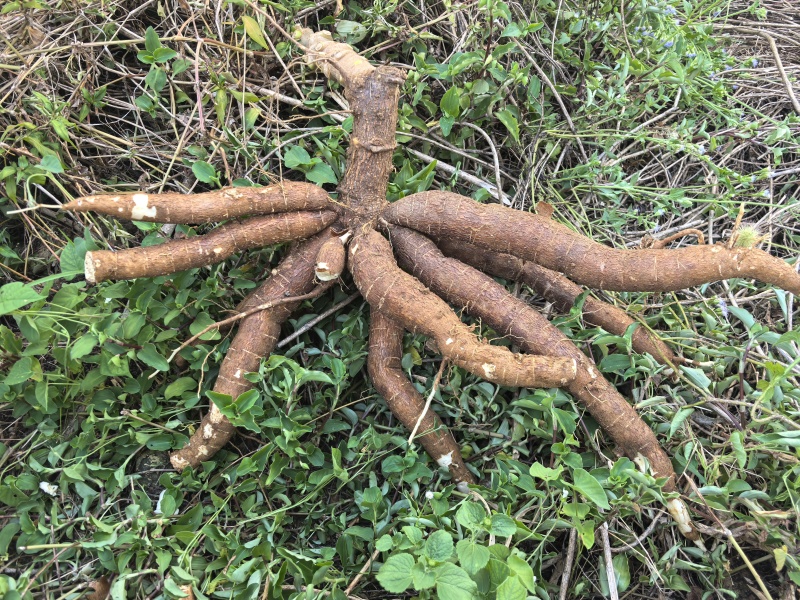 广西黄心木薯水果木薯华南9号木薯种植地批发