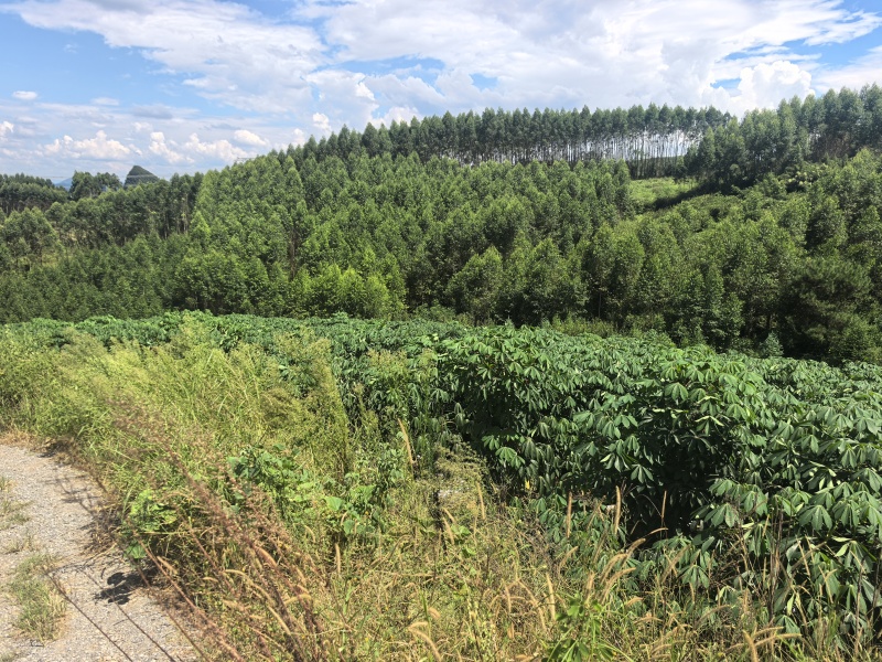 广西黄心木薯水果木薯华南9号木薯种植地批发