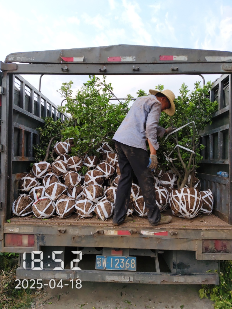 2公分的爱媛38果冻橙苗，爱媛38苗，爱媛38号苗