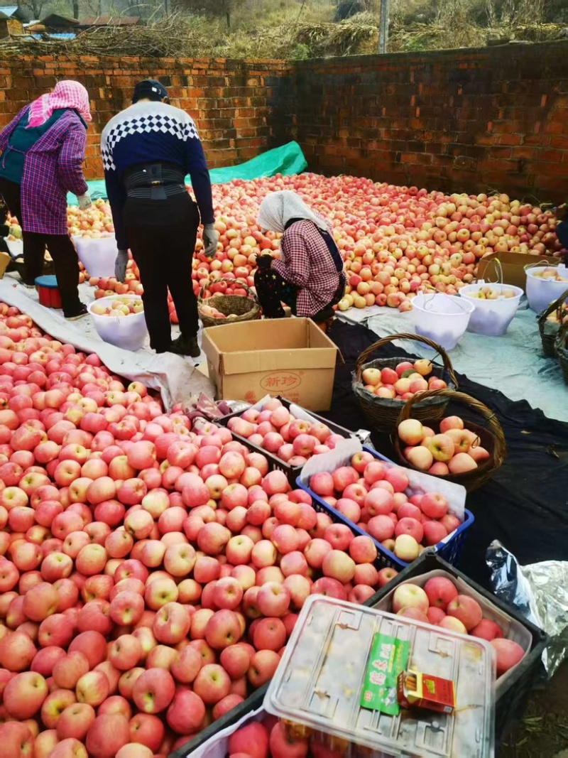 辽宁精品寒富苹果大量供应新鲜采摘货源充足，对接全国市场