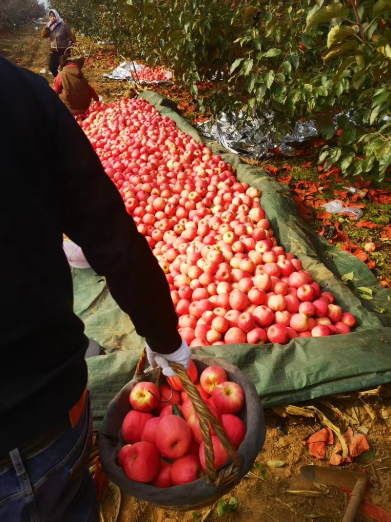 辽宁精品寒富苹果大量供应新鲜采摘货源充足，对接全国市场