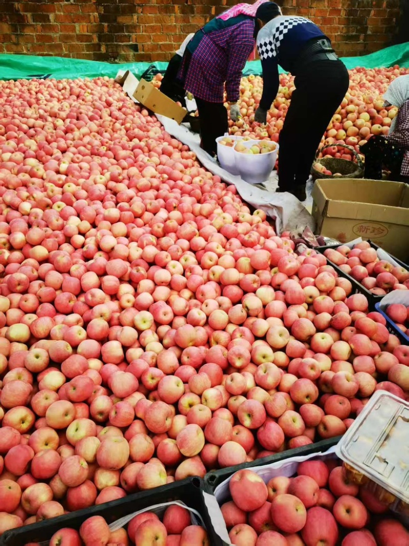 辽宁精品寒富苹果大量供应新鲜采摘货源充足，对接全国市场