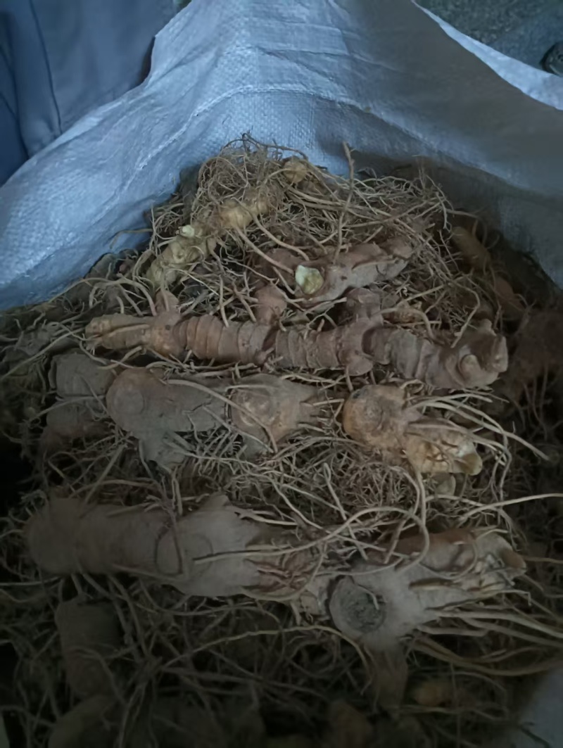 黄精