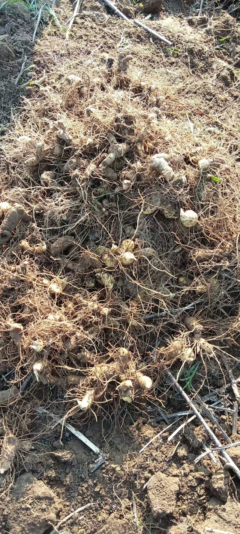 黄精