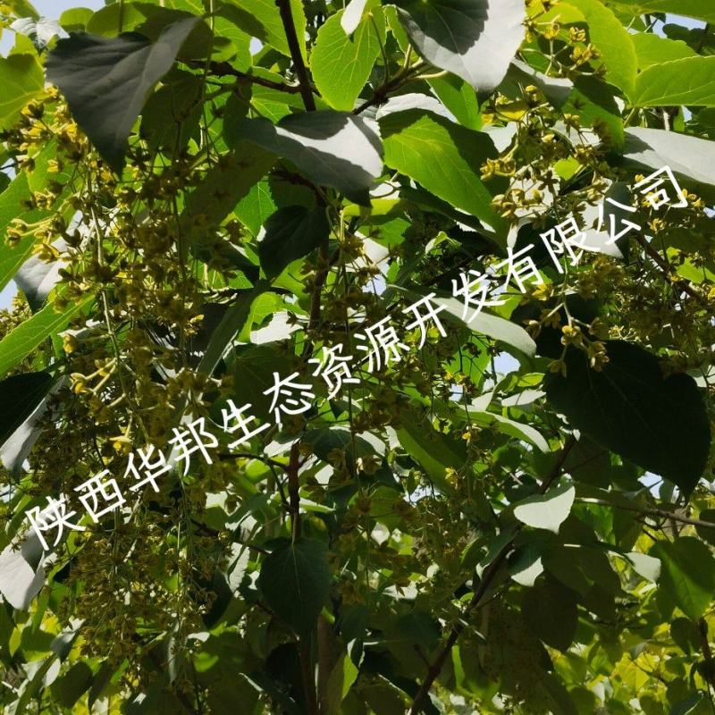 出售山桐子挂果树