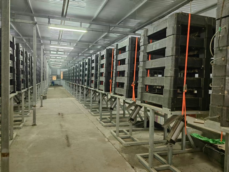 河南本地精品富硒无抗可生食一件代发鸡场直发可喷码
