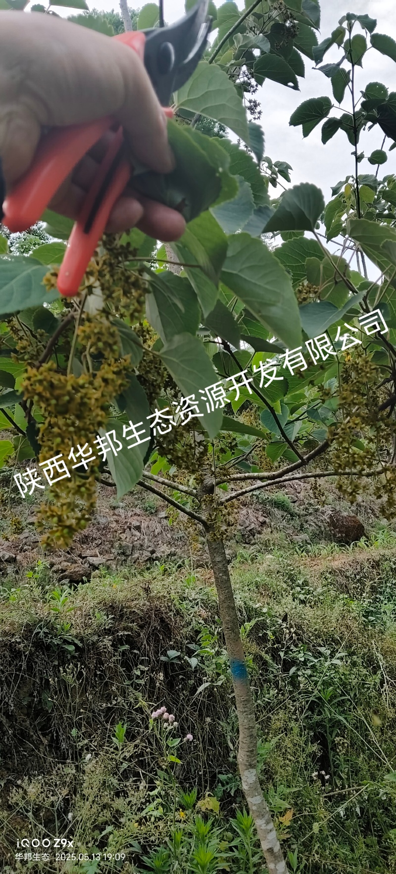 出售山桐子挂果树