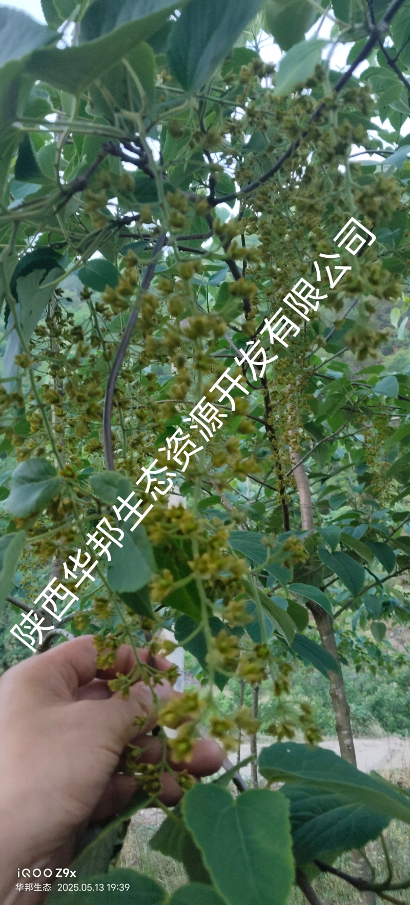 出售山桐子挂果树