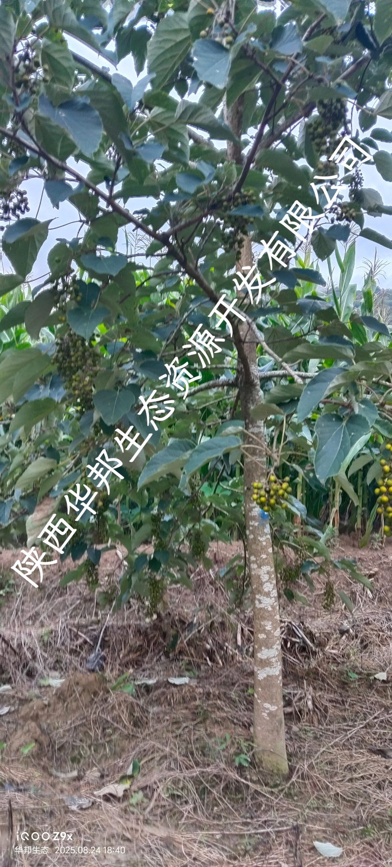 出售山桐子挂果树