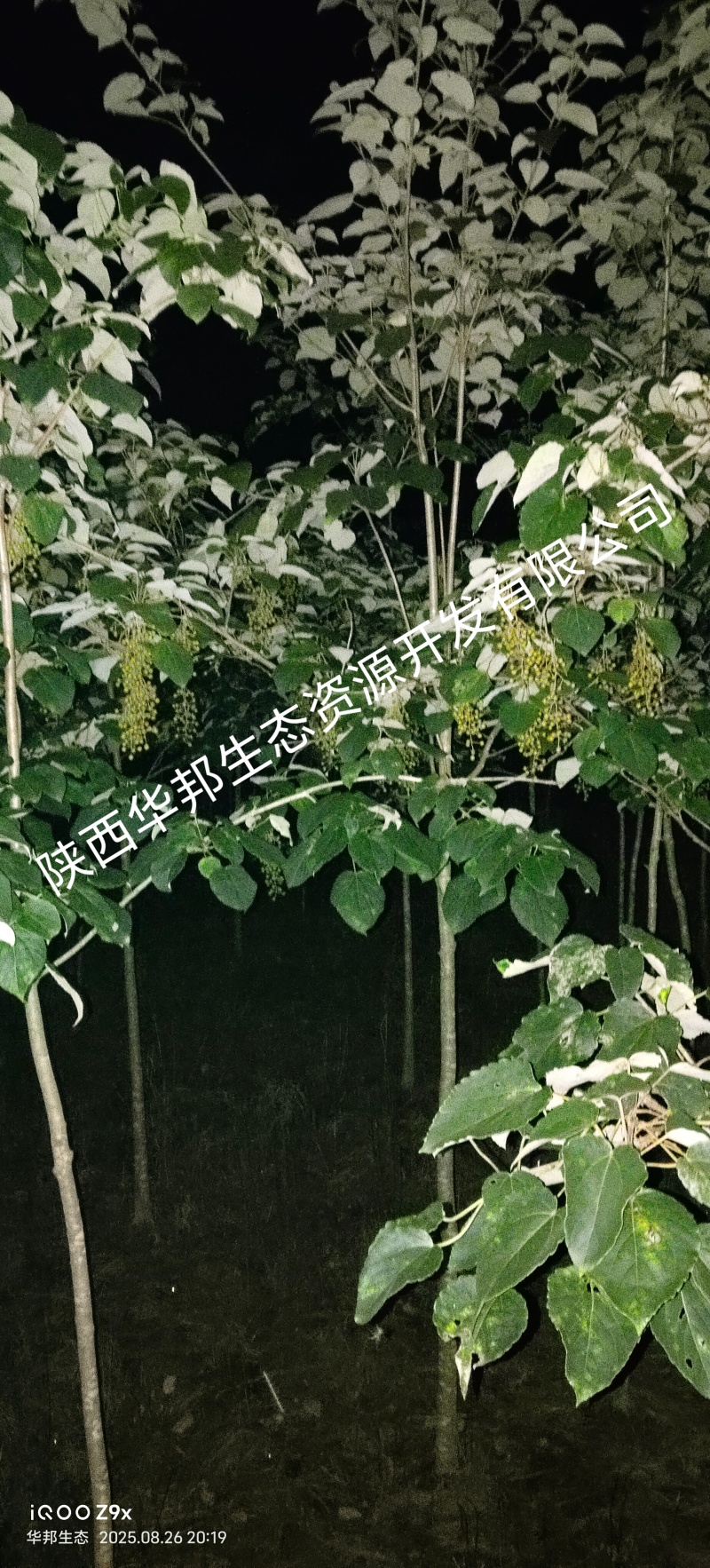 出售山桐子挂果树
