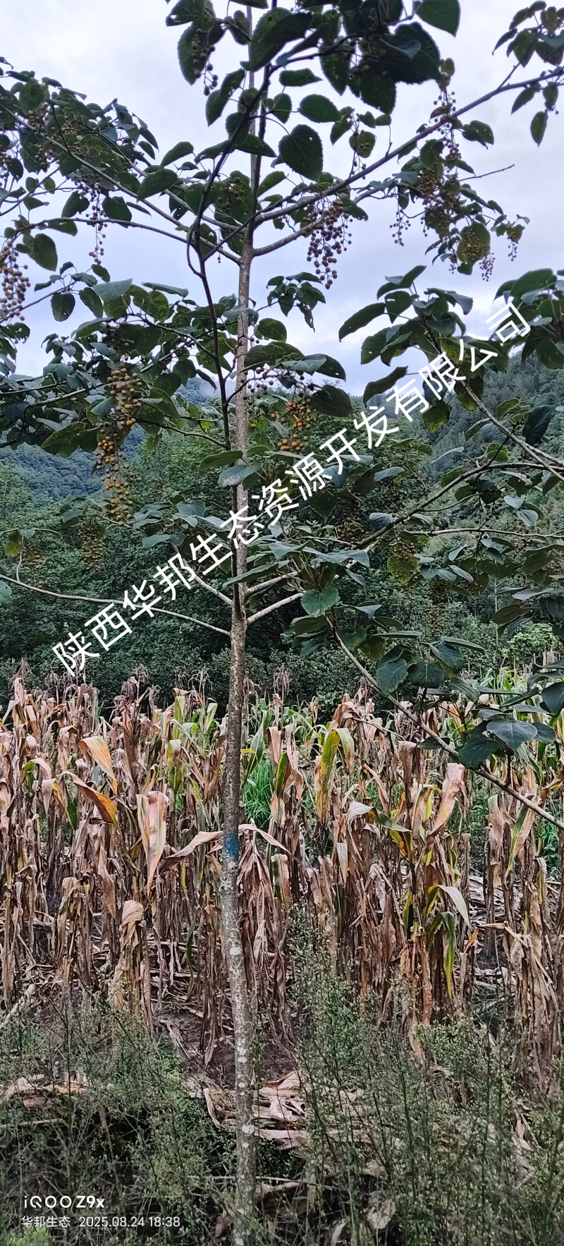 出售山桐子挂果树
