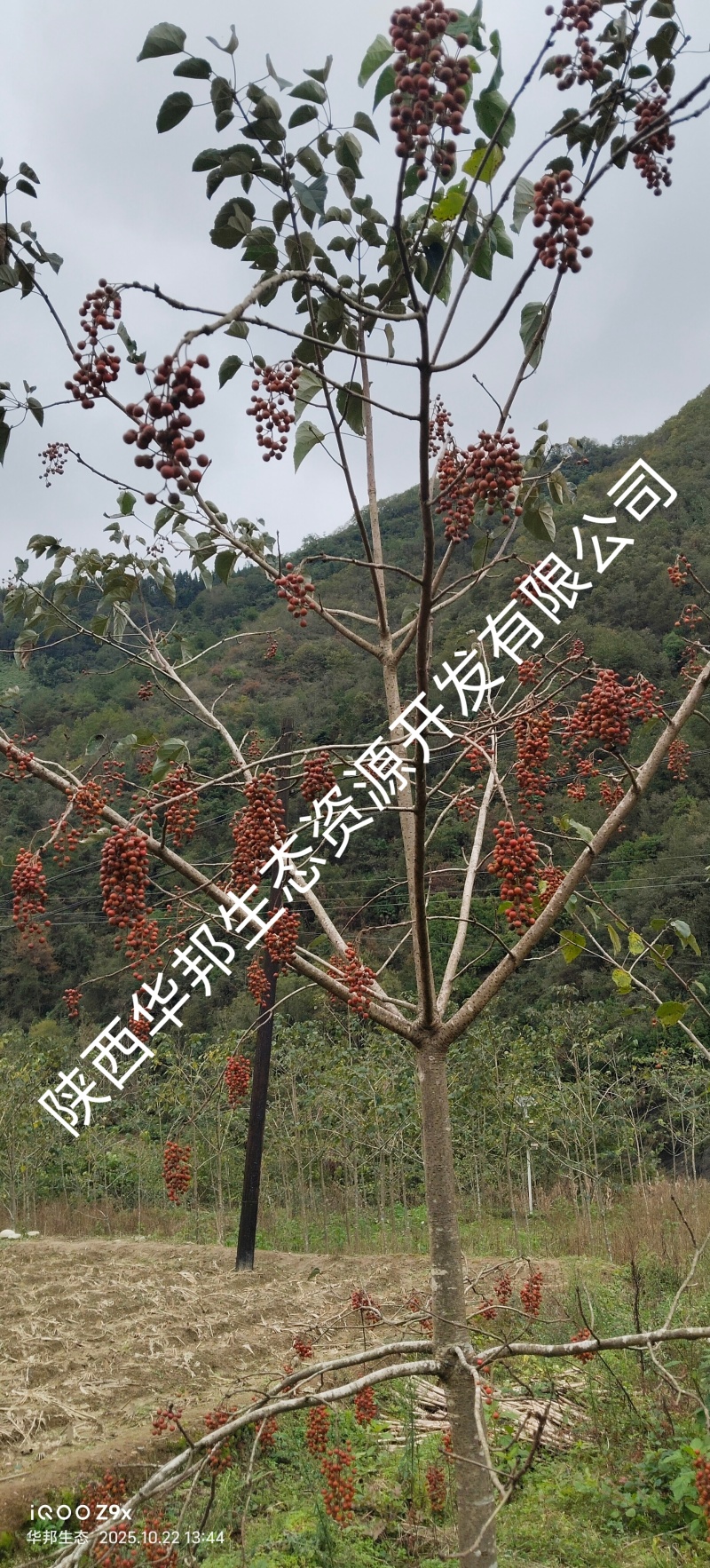 出售山桐子挂果树