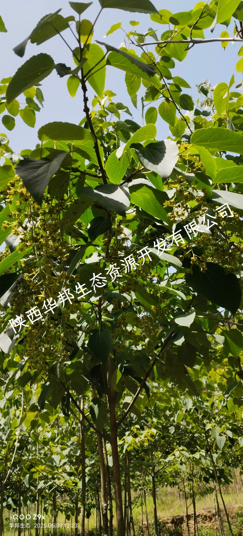出售山桐子挂果树