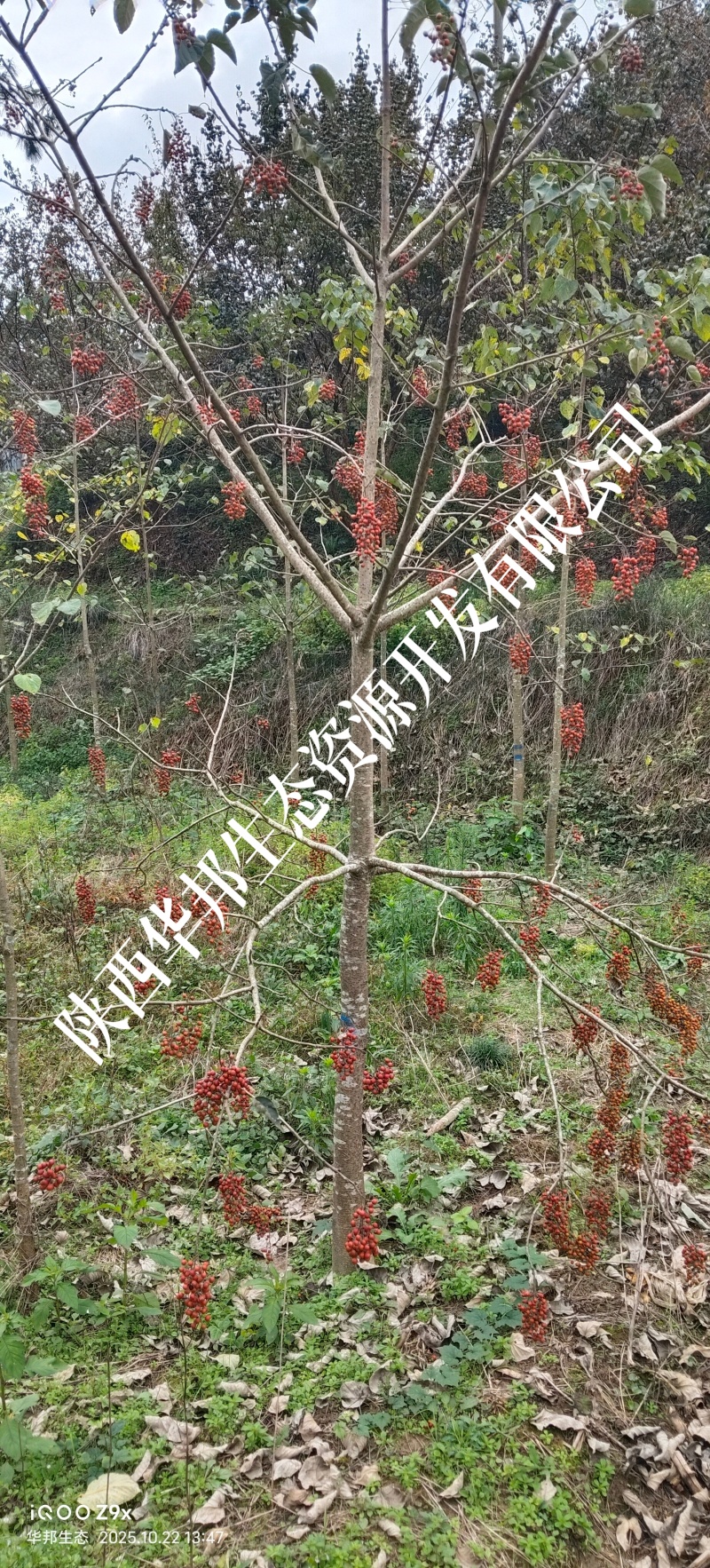 出售山桐子挂果树