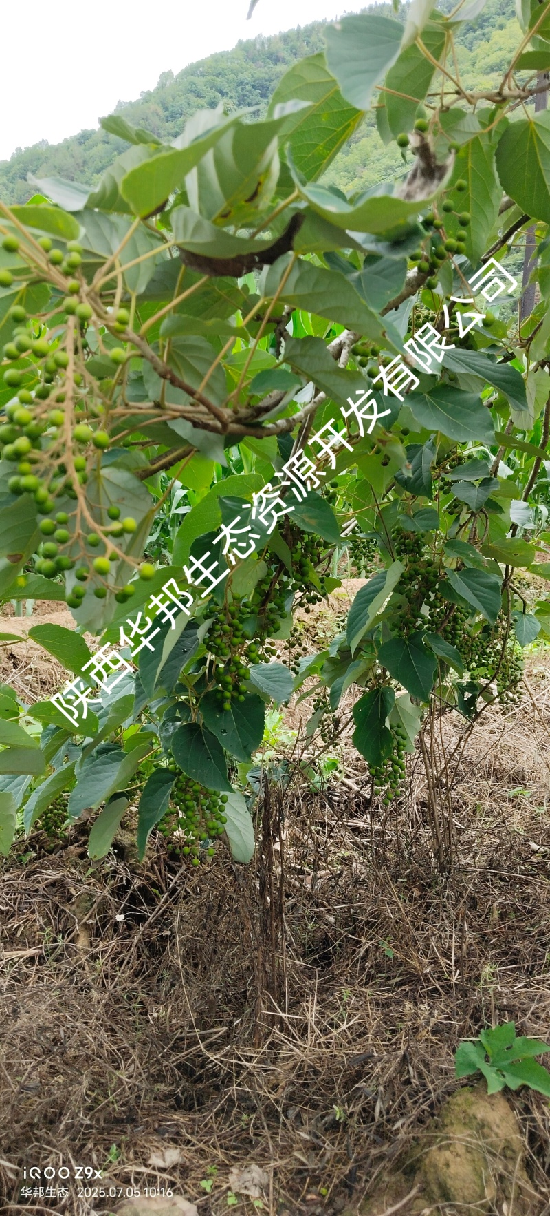 出售山桐子挂果树