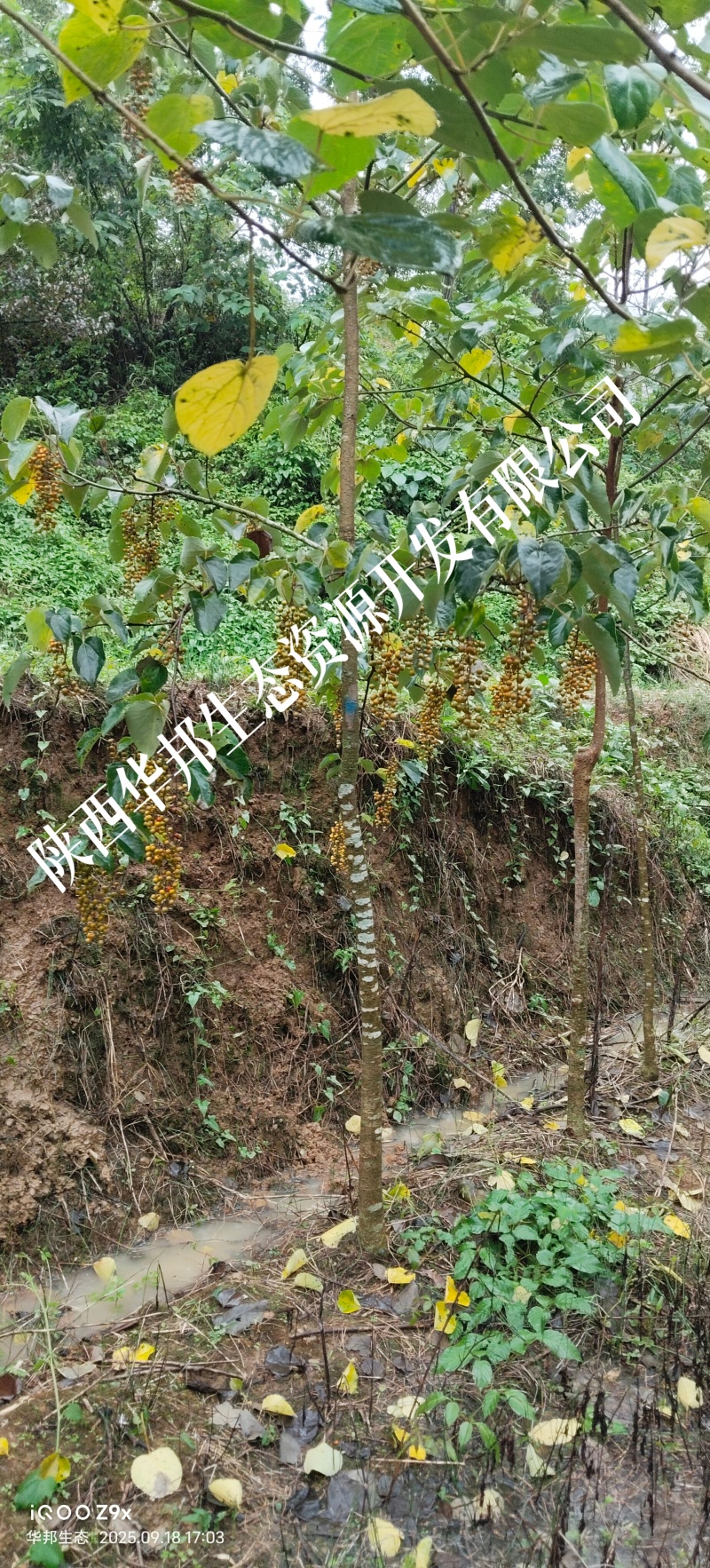 出售山桐子挂果树