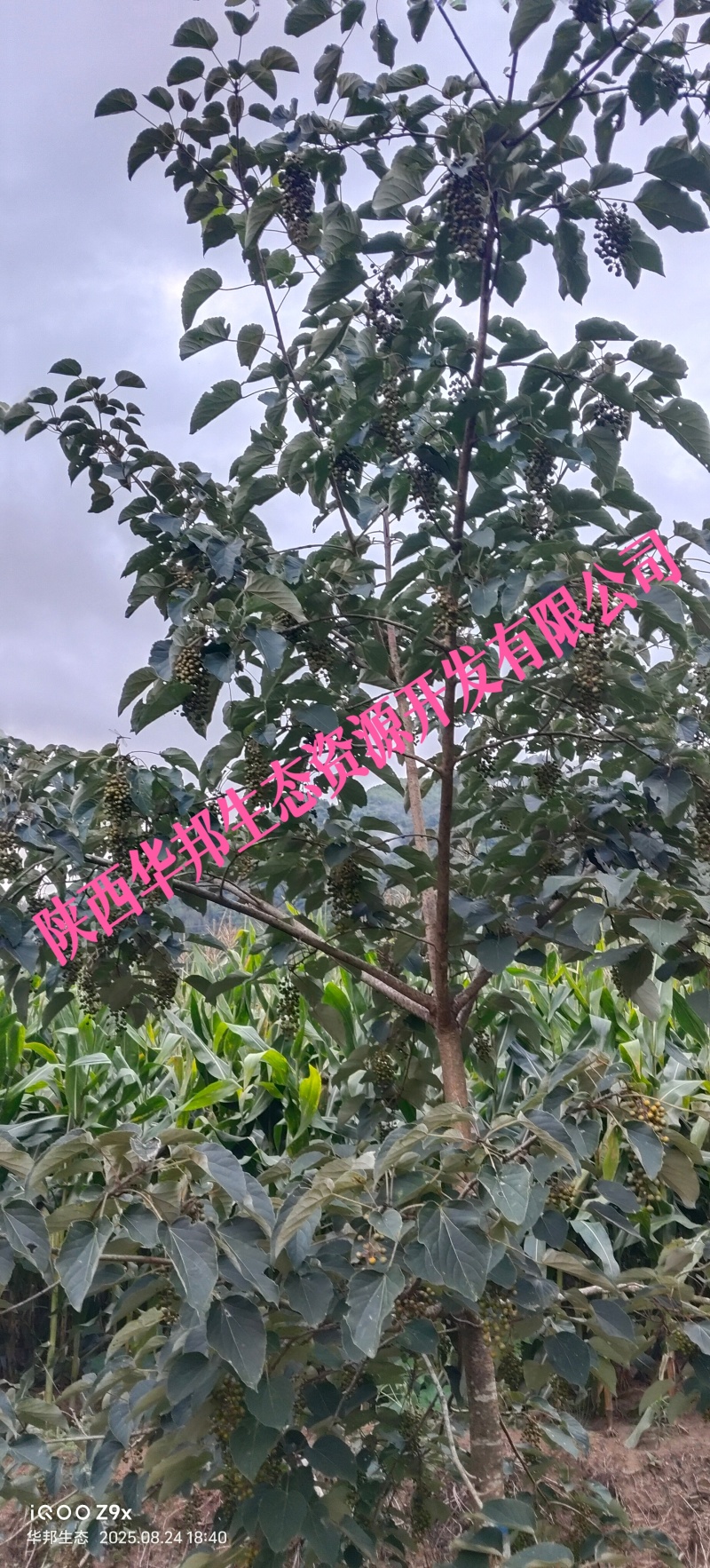 出售山桐子挂果树