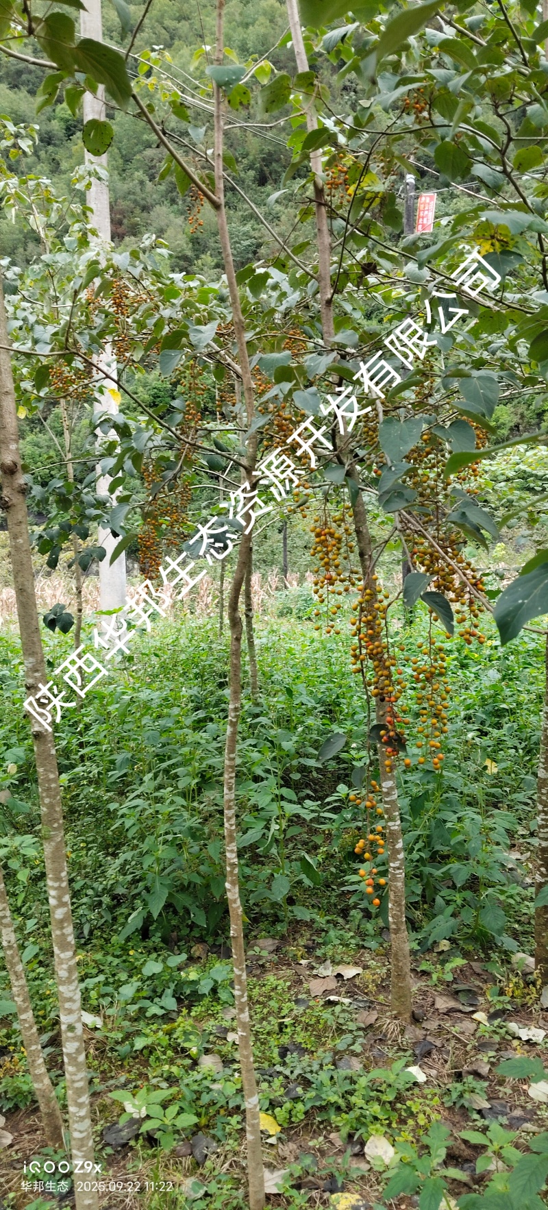 出售山桐子挂果树