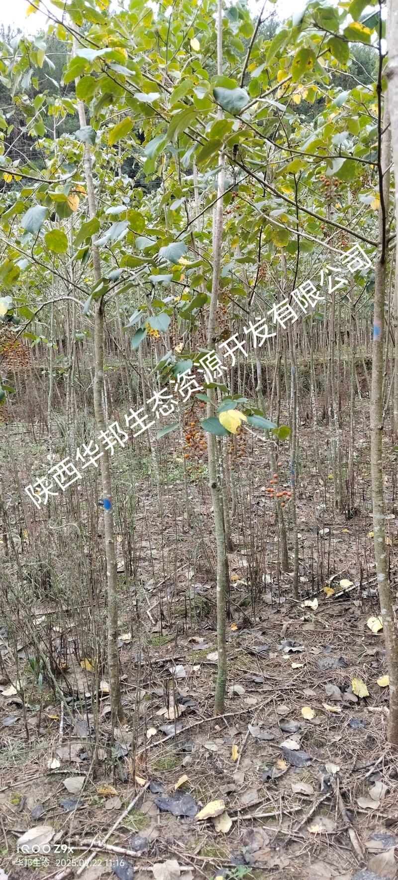 出售山桐子挂果树