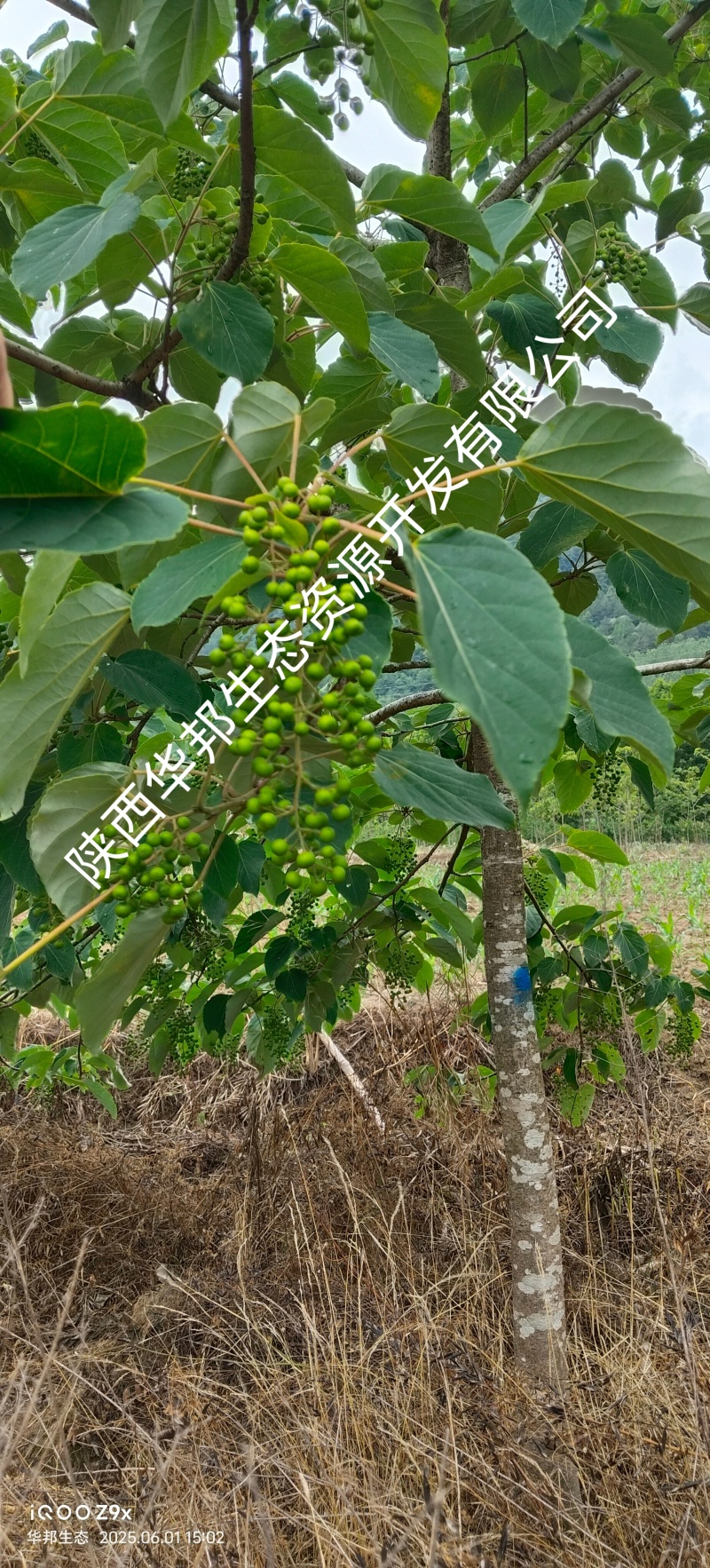 出售山桐子挂果树