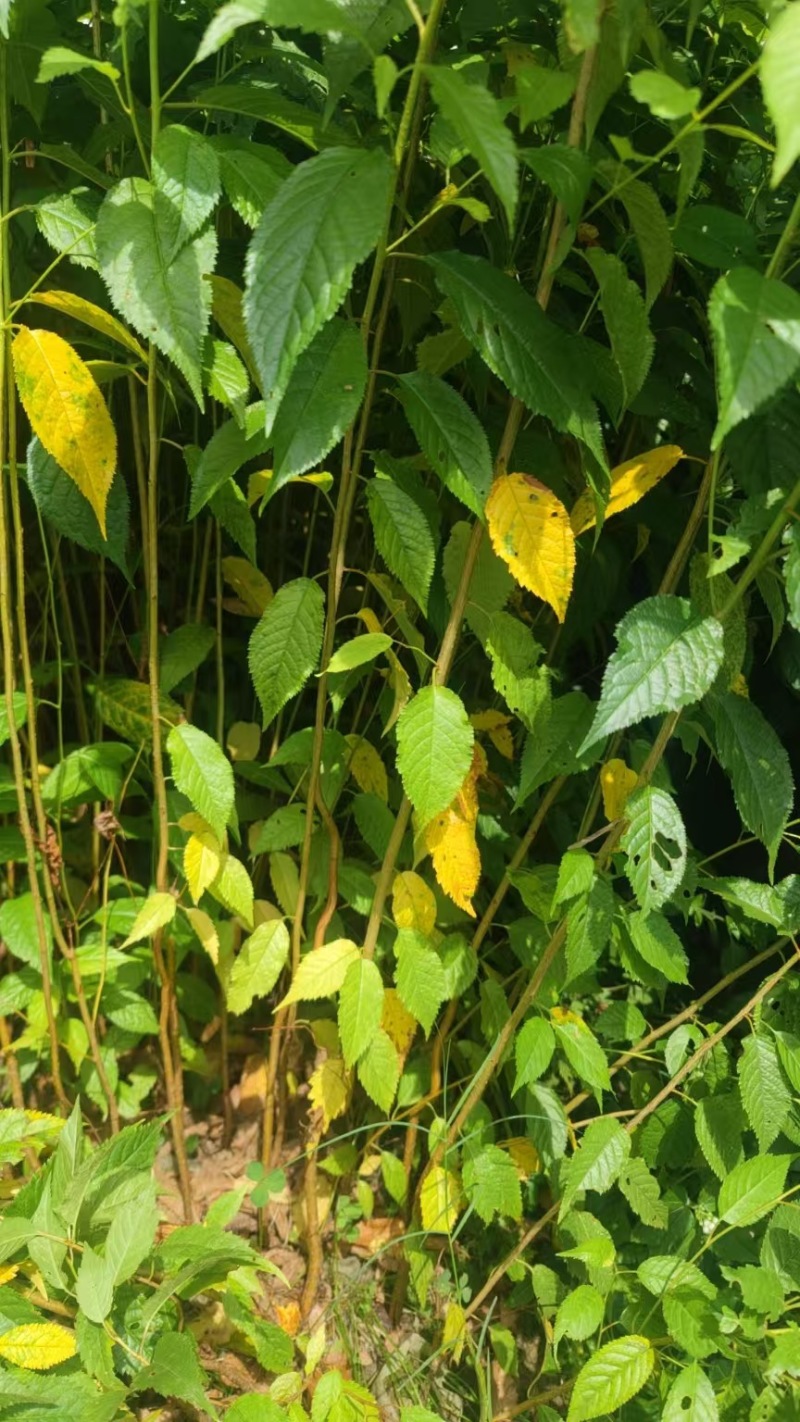 樱桃苗冬樱花苗