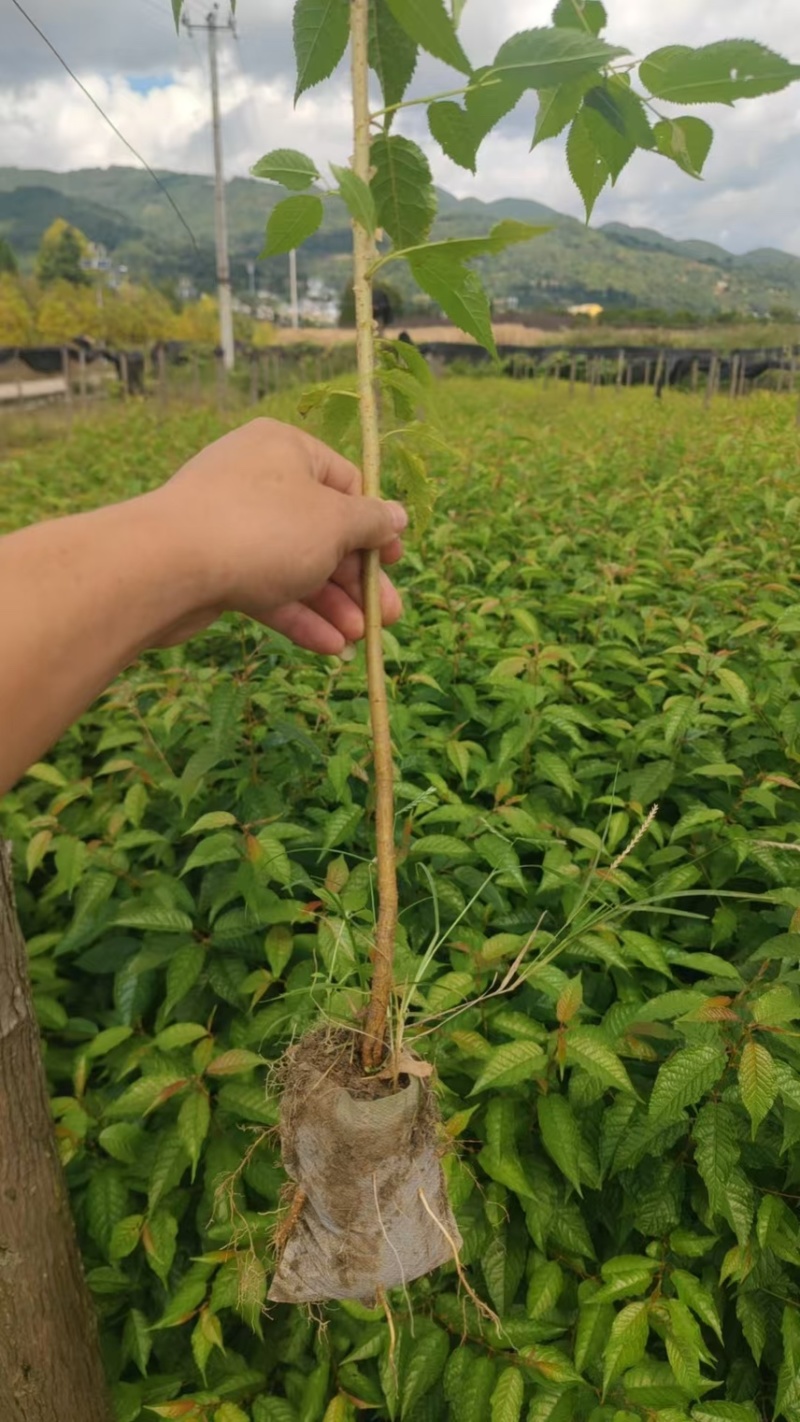 樱桃苗冬樱花苗