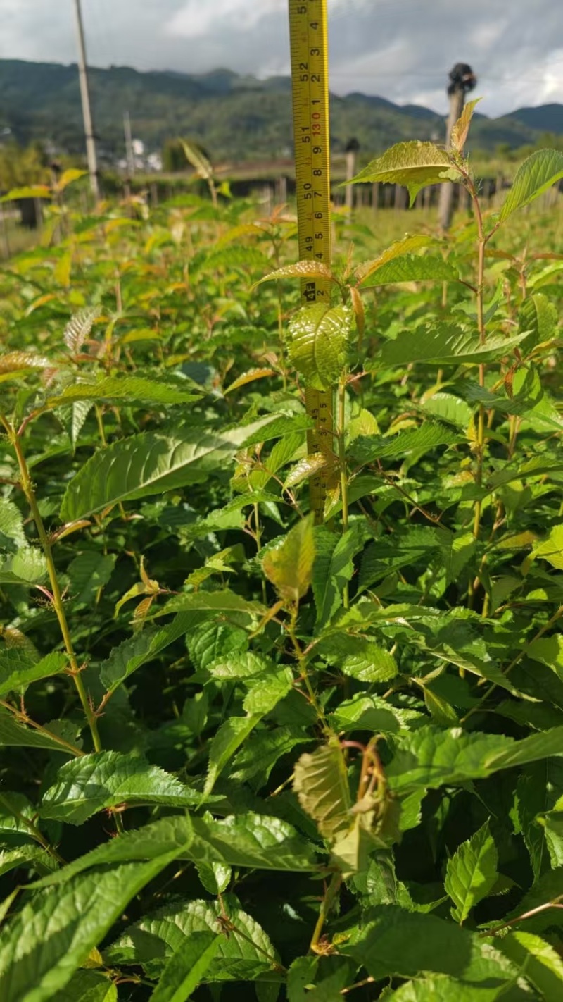 樱桃苗冬樱花苗
