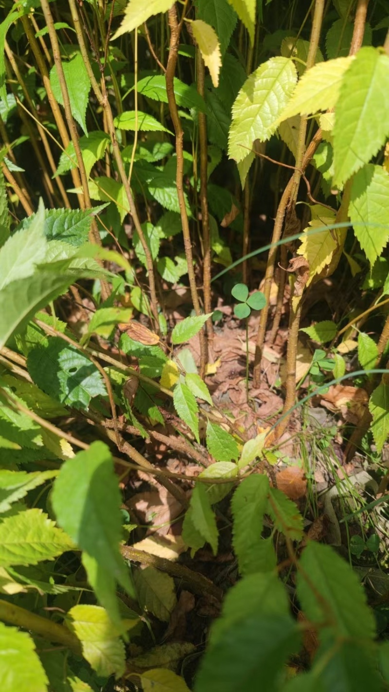 樱桃苗冬樱花苗