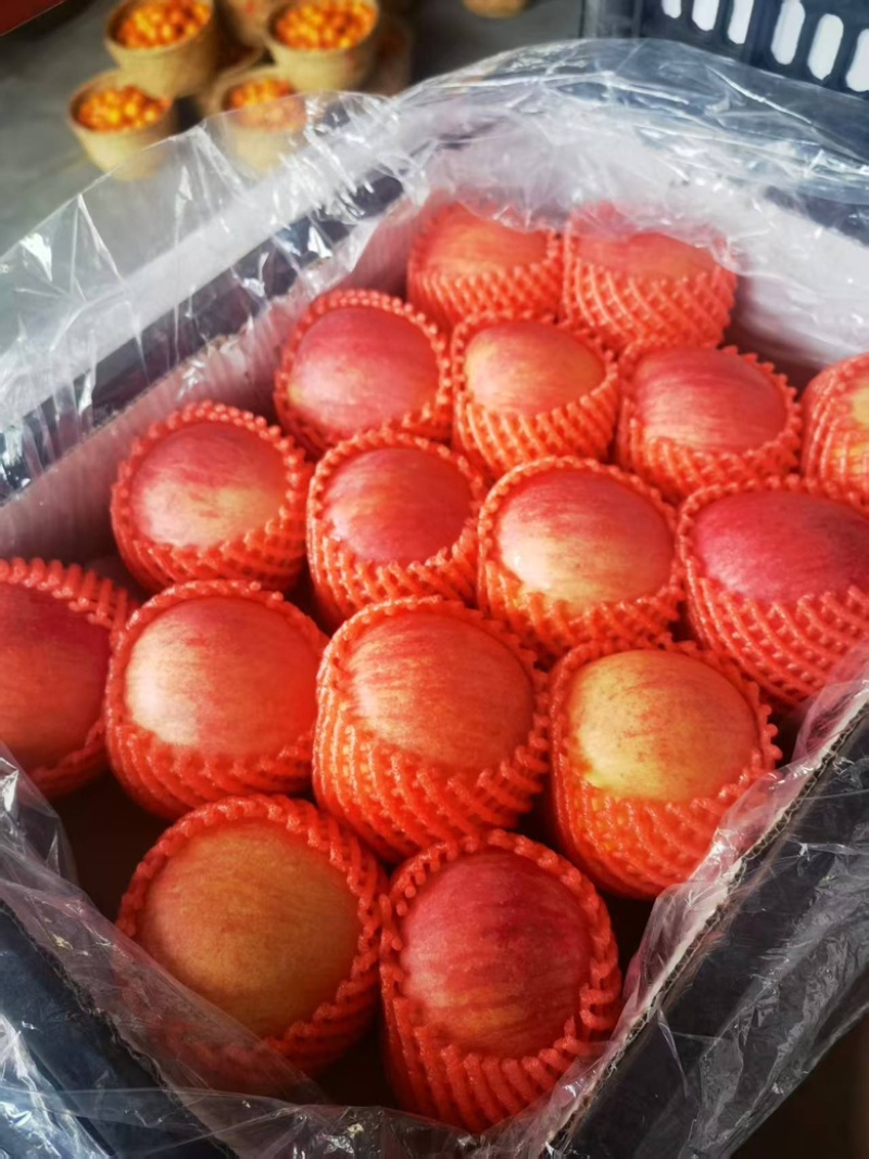 精品苹果，辽宁寒富苹果，大量上市，一手货源，保质保量