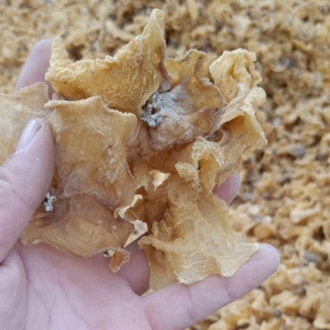 羊肚耳沙耳农场直销大量现货2.5以上大货
