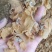 羊肚耳沙耳农场直销大量现货2.5以上大货