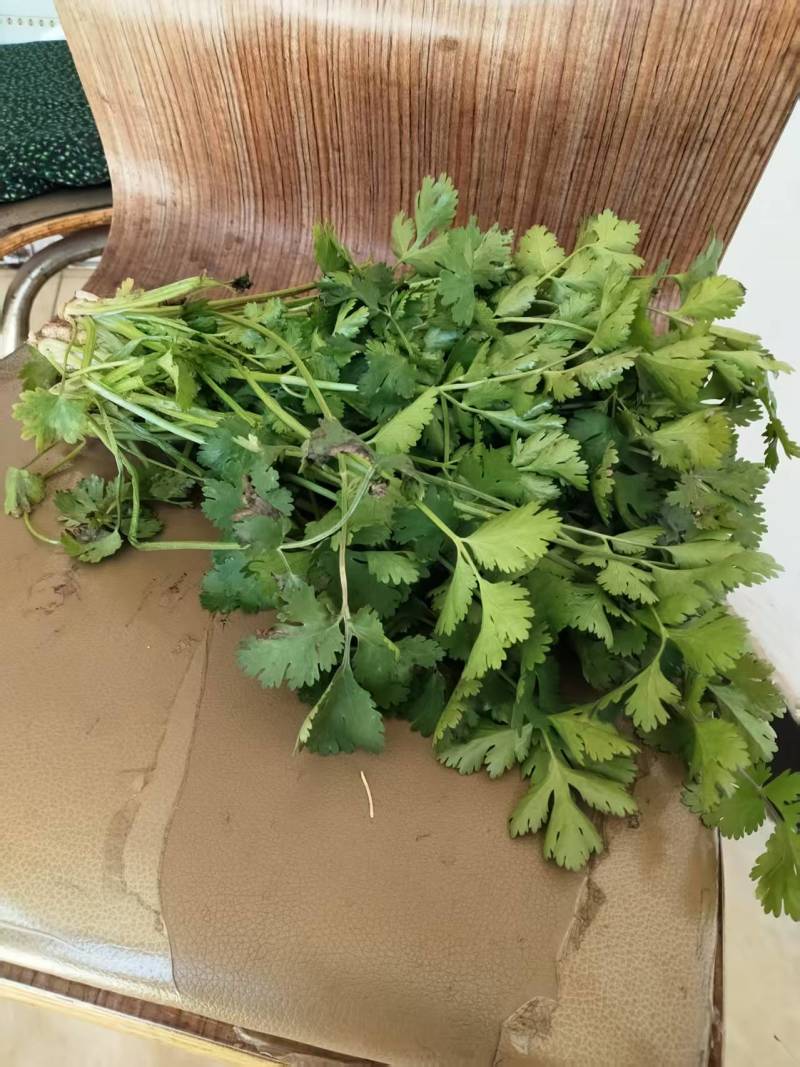 50亩大地香菜