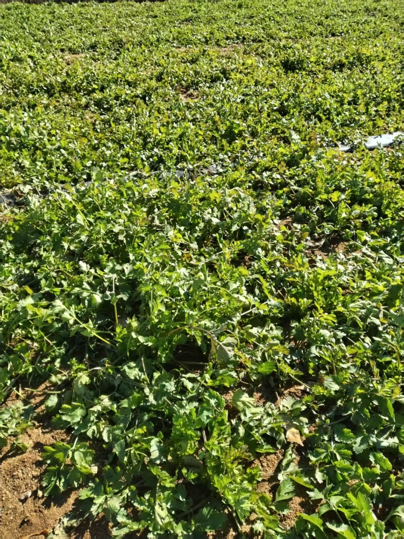 50亩大地香菜