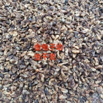 金龟子幼虫中药材蛴螬野生正品土蚕老母核桃虫粪虫可磨包邮