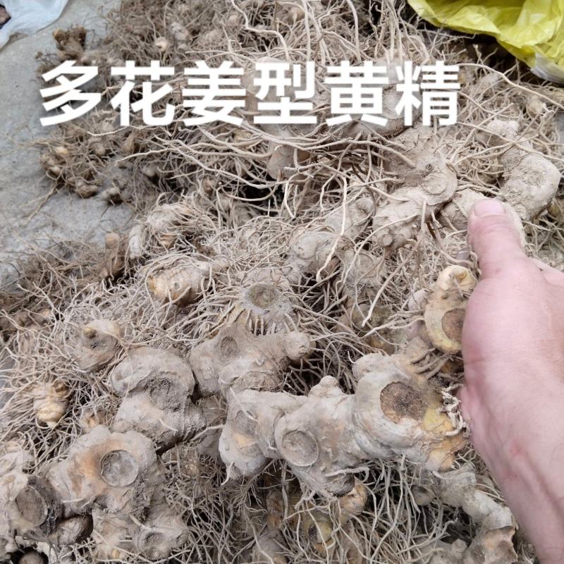 多花姜型黄精