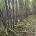 襄阳甘蔗种植园
