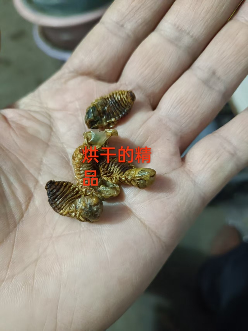 金龟子幼虫中药材蛴螬野生正品土蚕老母核桃虫粪虫可磨包邮